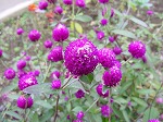 20081111msg043.jpg