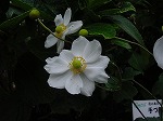 20081111msg046.jpg