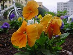 20081111msg047.jpg