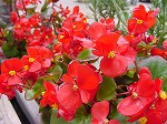 20081111msg050.jpg