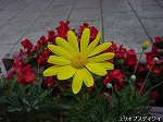 20081111msg051.jpg