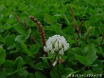 20081111msg063.jpg