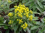 20081111msg074.jpg
