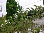 20081111msg082.jpg
