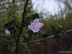 20081111msg086.jpg