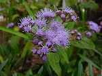 20081111msg091.jpg