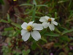 20081111msg092.jpg