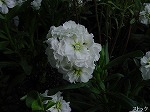 20081111msg094.jpg