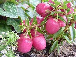 20081111msg100.jpg