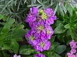 20081111msg108.jpg