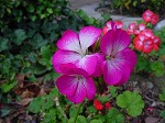 20081111msg113.jpg