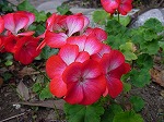 20081111msg114.jpg