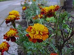 20081111msg116.jpg