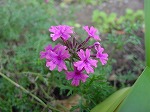 20081111msg118.jpg