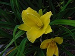 20081111msg122.jpg