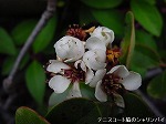 20081111msg129.jpg