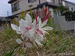 20081111msg150.jpg