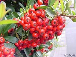 20081111msg152.jpg
