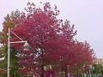 20081111msg014.jpg