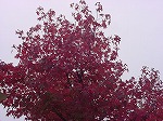 20081111msg015.jpg