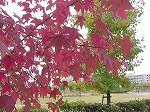 20081111msg016.jpg