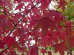 20081111msg017.jpg