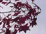20081111msg018.jpg