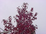 20081111msg019.jpg