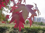 20081111msg020.jpg