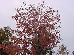 20081111msg021.jpg
