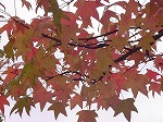 20081111msg023.jpg