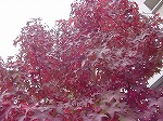 20081111msg024.jpg