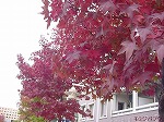 20081111msg025.jpg