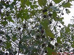 20081111msg027.jpg