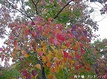 20081111msg058.jpg