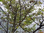 20081111msg069.jpg