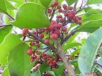 20081111msg144.jpg