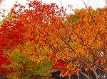 20081117msg062.jpg