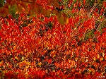 20081117msg094.jpg