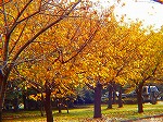 20081117msg105.jpg