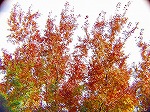 20081117msg109.jpg