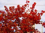 20081117msg112.jpg