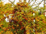 20081117msg113.jpg