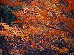20081117msg118.jpg
