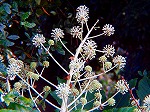 20081117msg119.jpg