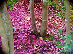 20081117msg120.jpg