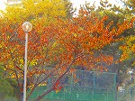 20081117msg133.jpg