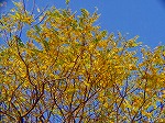 20081117msg134.jpg