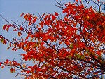 20081117msg139.jpg