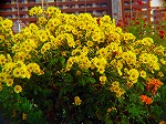 20081117msg155.jpg